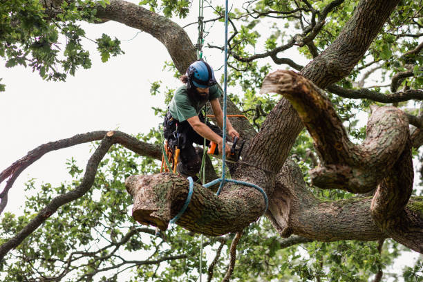 Leaf Removal in Buckhannon, WV