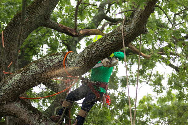How Our Tree Care Process Works  in  Buckhannon, WV