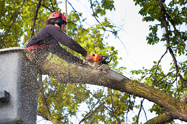 Buckhannon, WV Tree Care Company